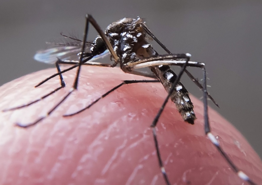 Casos de dengue em 2024 passam de 6,4 milhões; mortes somam 5,9 mil